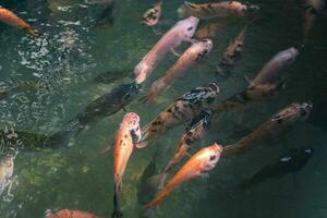 schließen oben von verschiedene Koi Fisch Schwimmen im ein Teich. Schön, exotisch, bunt, Bokeh Hintergründe. foto