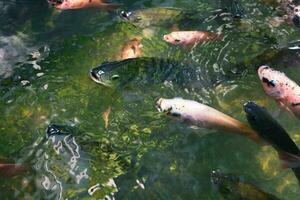 schließen oben von verschiedene Koi Fisch Schwimmen im ein Teich. Schön, exotisch, bunt, Bokeh Hintergründe. foto