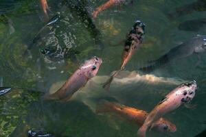 schließen oben von verschiedene Koi Fisch Schwimmen im ein Teich. Schön, exotisch, bunt, Bokeh Hintergründe. foto