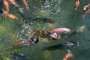 schließen oben von verschiedene Koi Fisch Schwimmen im ein Teich. Schön, exotisch, bunt, Bokeh Hintergründe. foto