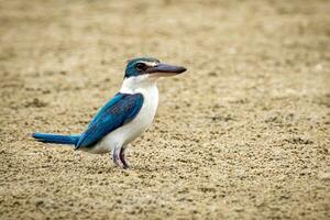 Bild von Halsband Eisvogel Todiramphus Chloris Stehen auf das Sand. Vogel. Tiere. foto