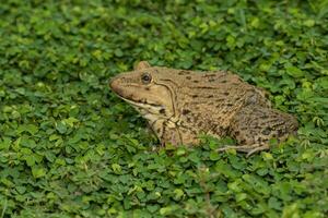 Bild von Chinesisch essbar Frosch, Osten asiatisch Ochsenfrosch, Taiwanese Frosch Hoplobatrachus rugulosus auf das Gras. Amphibie. Tier. foto