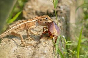 Bild von Chamäleon Essen ein Kakerlake auf Natur Hintergrund. Reptil, Tier, foto