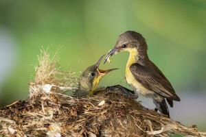 Bild von lila Sunbird weiblich Fütterung Baby Vogel im das Vogel Nest auf Natur Hintergrund. Cinnyris Asiaticus. Vogel. Tiere. foto