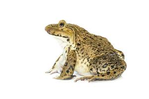 Bild von Chinesisch essbar Frosch, Osten asiatisch Ochsenfrosch, Taiwanese Frosch Hoplobatrachus rugulosus isoliert auf ein Weiß Hintergrund. Amphibie. Tier. foto