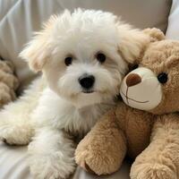 Bichon frise mit ein flauschige Teddy Bär schneiden, bereit zum kuschelt foto