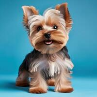 Yorkshire Terrier mit ein glatt und modern Hündchen Schnitt auf foto