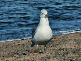 ein Weiß Vogel Stehen auf das Sand Nächster zu das Ozean foto