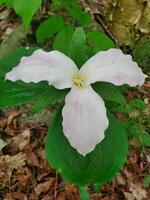 ein Weiß Trillium Blume im das Wald foto