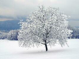 Schnee bedeckt Baum im Savoyen, Frankreich foto