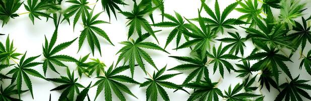 Grün Cannabis Blätter auf ein Weiß Hintergrund. botanisch Hintergrund. KI-generiert foto