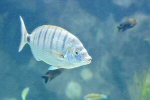 ein Fisch Schwimmen im ein Aquarium foto