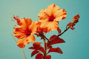 tropisch Konzept rot Wasser Blütenblatt Blume Natur Spa exotisch Sommer- Hibiskus Pflanze Schönheit foto