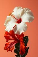 Hibiskus Rosa Blume Pflanze tropisch Chinesisch blühen isoliert Hawaii rot Natur Rose foto