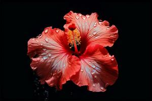 Blume Wasser Sommer- Blütenblatt Natur Pflanze Hibiskus Makro tropisch Schönheit rot foto