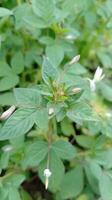 Foto von rutidosperma Cleome