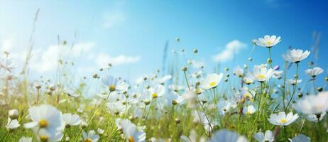 Sommer- Blau Feld sonnig Weiß Grün hell Pflanze Sonnenlicht Frühling Natur Wiese foto