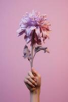 Frau Hände Blumen Schönheit Blumen- Liebe Natur Rosa Sommer- isoliert violett foto