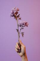 Blumen- Frau Schönheit Hände violett Natur Rosa Blumen Sommer- Gruß Liebe foto