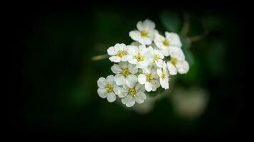 Weiß Blumen auf das Index von ein Blume mit dunkel Hintergrund. Pflanzen foto