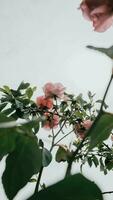 rosa Rosen im Garten foto
