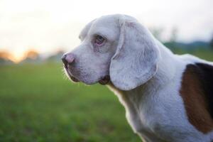 Porträt von ein süß Weiß Haar Beagle Hund draussen auf das Grün Gras im das Wiese. foto