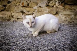verlassene streunende weiße Katze