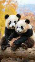 zwei Pandas Sitzung zusammen suchen Inhalt und entspannt foto