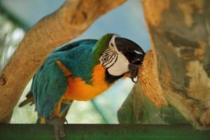 Ara Papagei, der im Zoo lebt, blauer und gelber Vogel auf Holzzweig foto