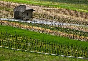 grün Weinberge von Chignin, Savoyen, Frankreich foto