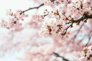 schön Kirsche blühen Sakura Blume Frühling Jahreszeit im Japan. ai generativ Profi Foto