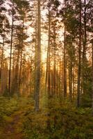 Kiefer Wald durch ein Wald See beim Sonnenaufgang im Schweden. Sonne Strahlen leuchtenden durch das Bäume foto
