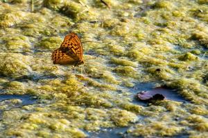 Argynnis Paphia Schmetterling sitzt im See foto