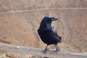 Rabe oder Krähe bei Fuerteventura - Corvus Corax foto
