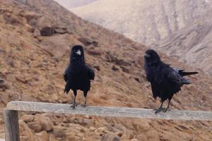 Rabe oder Krähe bei Fuerteventura - Corvus Corax foto