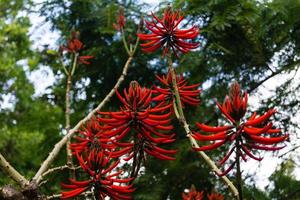 Korallenbaum - korallenbaum erythrina speciosa foto