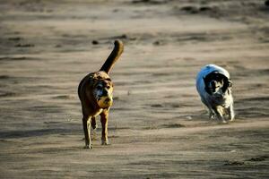 zwei Hunde Laufen auf das Strand mit ein Ball im ihr Mund foto