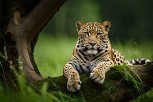 ein Jaguar ist ruhen auf ein Baum Ast im das Gras. KI-generiert foto