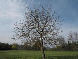 Nussbaum auf einer Wiese über blauem Himmel foto