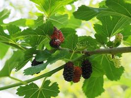 weißer Maulbeerbaum foto