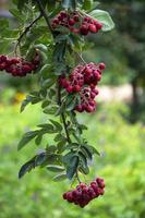 Vogelbeerenfrüchte an einem Busch foto