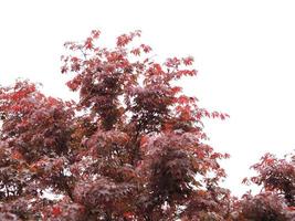 Ahorn Acer Baum foto