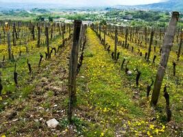 grün Weinberge von Chignin, Savoyen, Frankreich foto