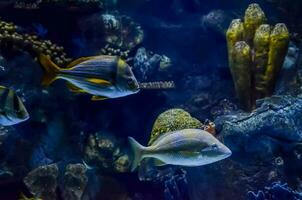 ein Gruppe von Fisch Schwimmen im ein Aquarium foto