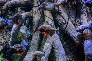 ein Gruppe von Fisch Schwimmen im ein Aquarium foto