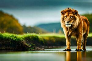 ein Löwe steht im das Wasser in der Nähe von ein grasig Feld. KI-generiert foto