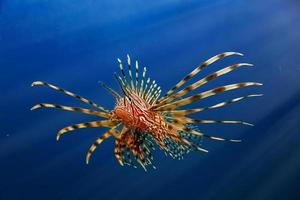 ein räuberischer Pterois volitans schwimmt auf der Suche nach Nahrung im blauen Wasser foto