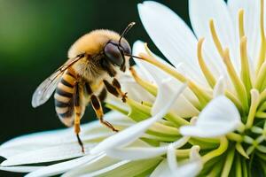 ein Biene ist auf ein Weiß Blume mit ein schwarz und Weiß Hintergrund. KI-generiert foto