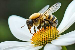ein Biene auf ein Weiß Blume mit ein Grün Hintergrund. KI-generiert foto
