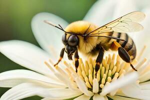 ein Biene auf ein Weiß Blume mit ein schwarz und Gelb Körper. KI-generiert foto